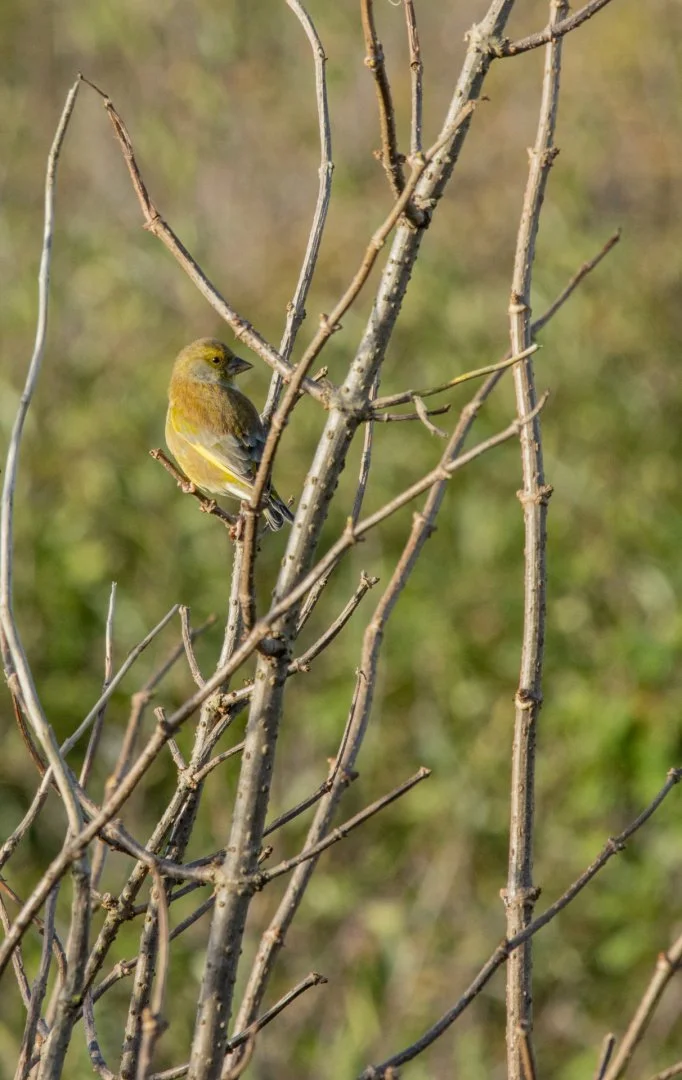 LD-IMG_7609-Verdier-deuropea.jpg