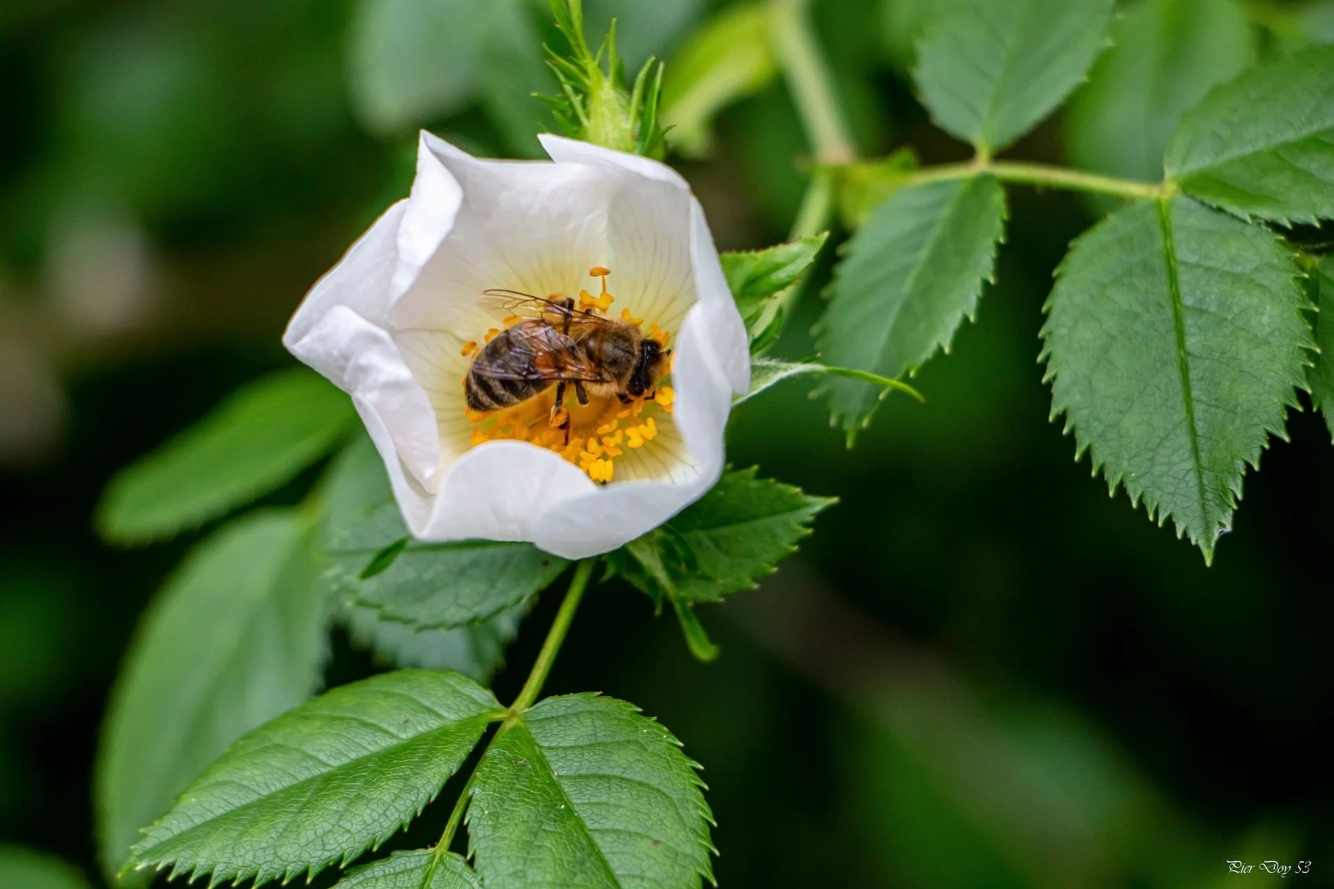 5-26 P-D  (7) Abeille .jpg