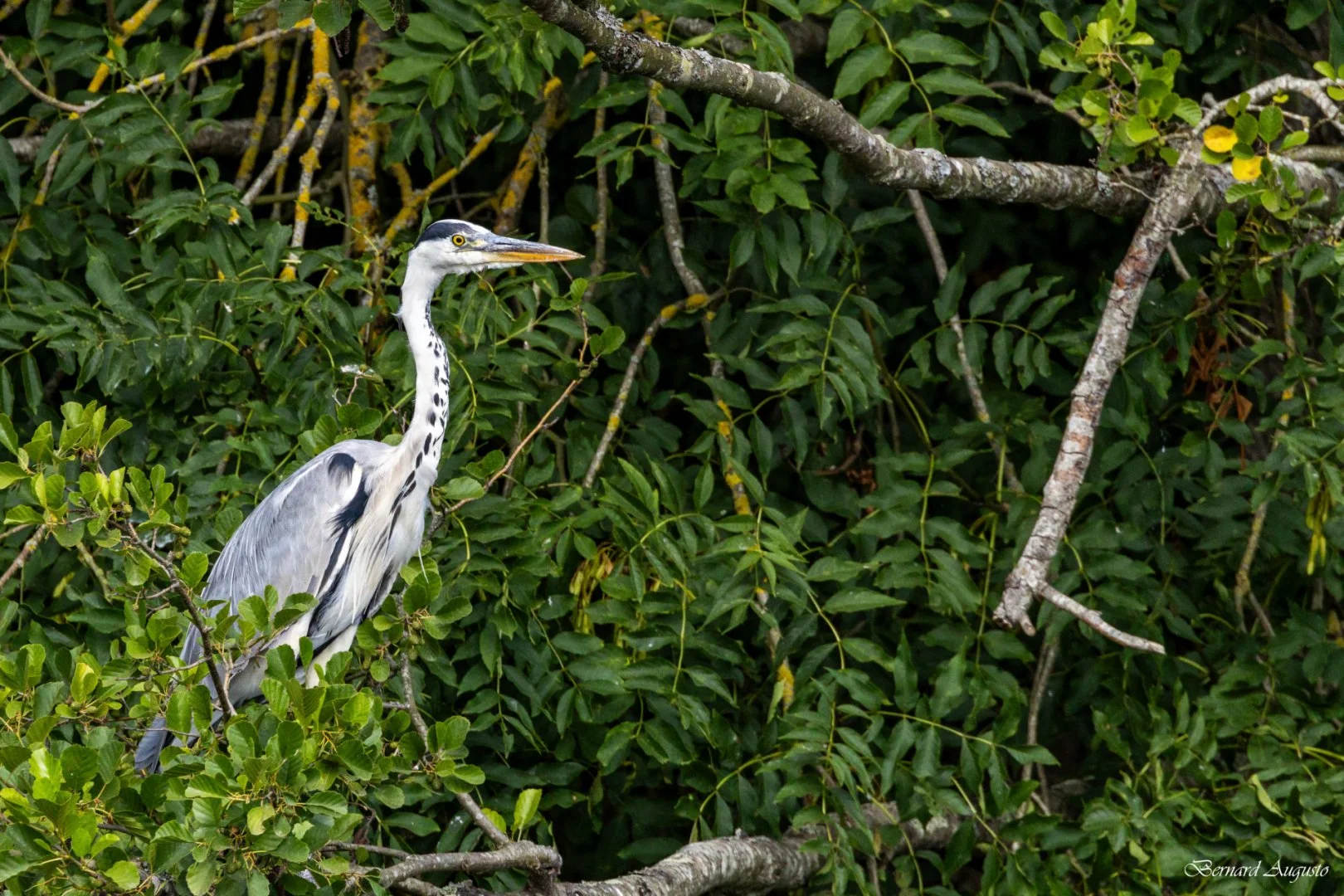 BA-Ete-2025-04-Heron-sur-le-halage.jpg