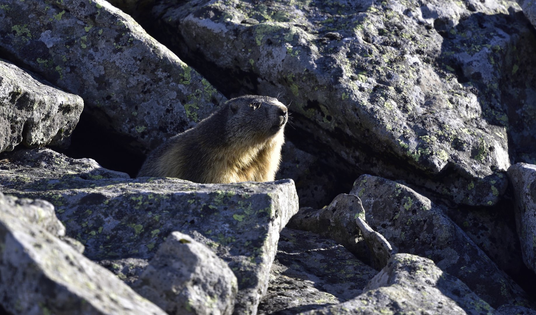 Marmotte-au-Sancy.jpg