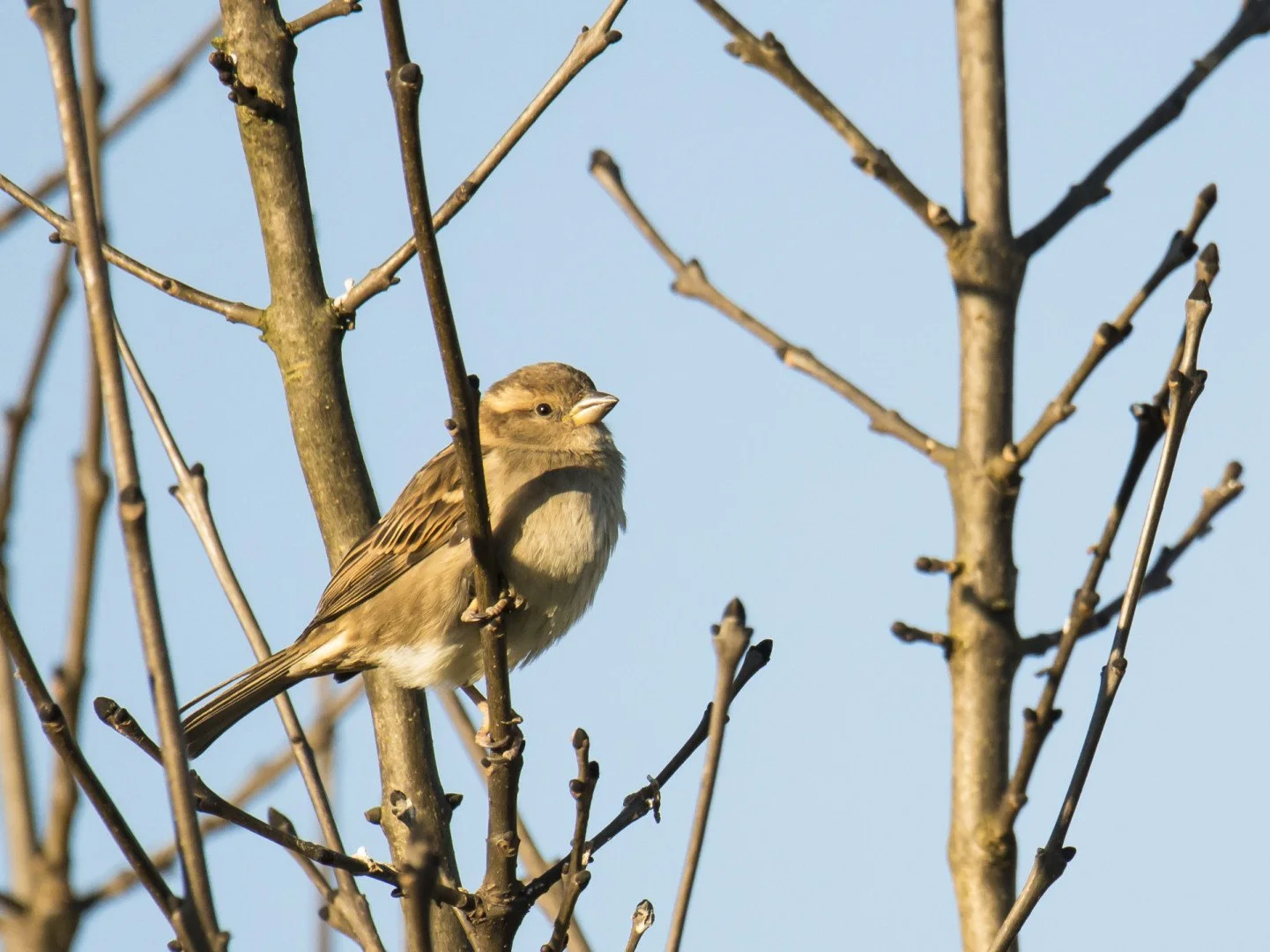 Moineau_01_F6_3_1-1000sec_800Iso_600mm.jpg