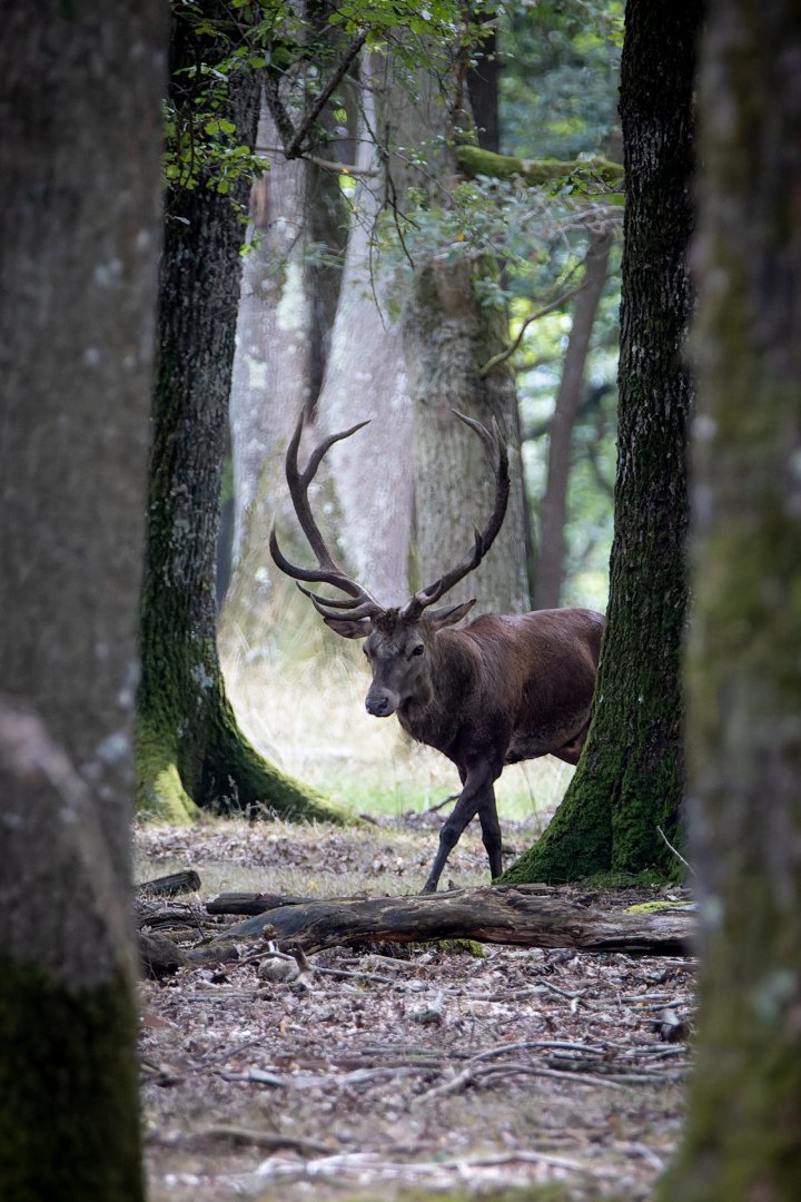 PF-0923-Cerf_2.jpg