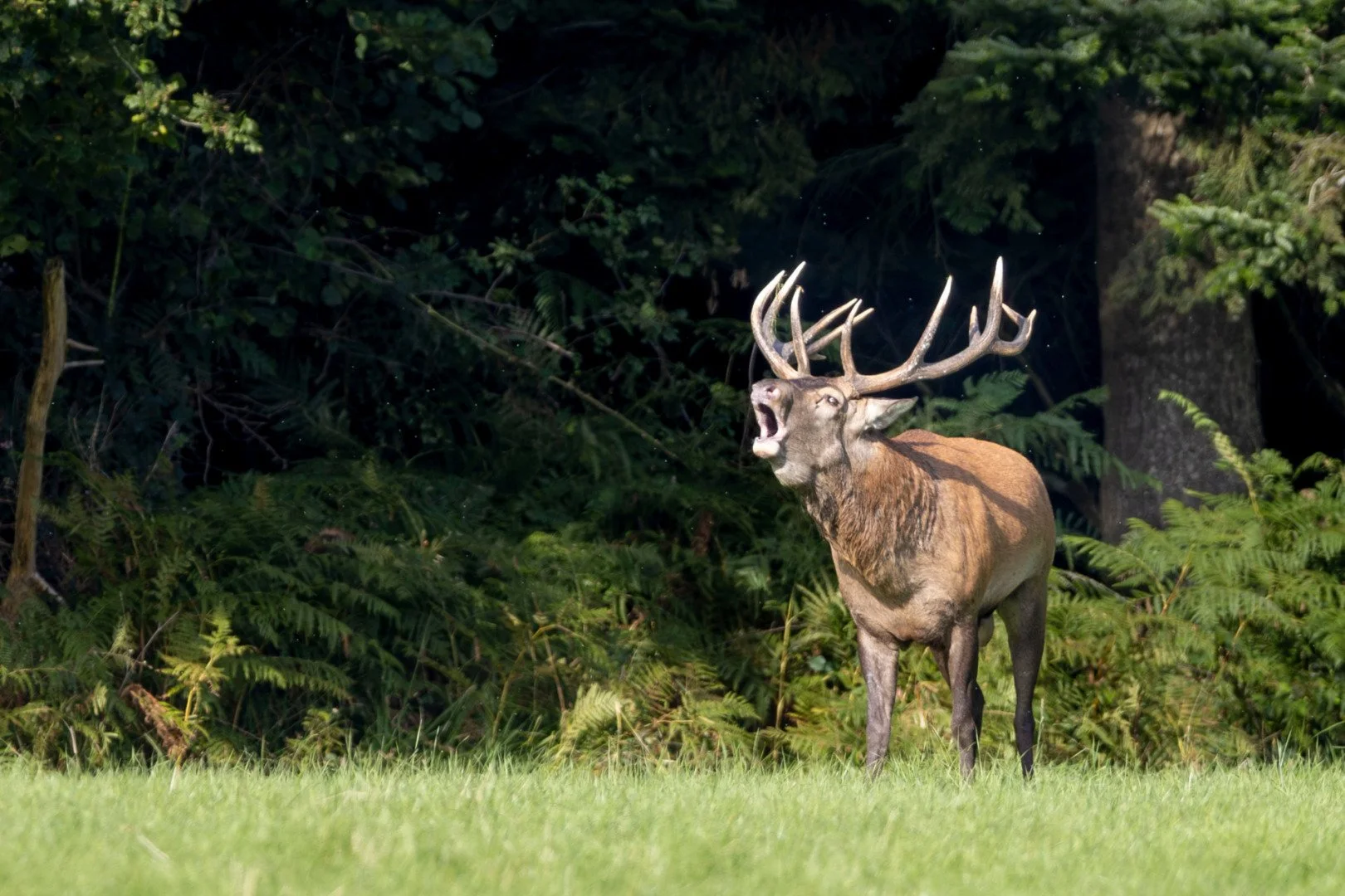 RG_0924_Cerf03.jpg