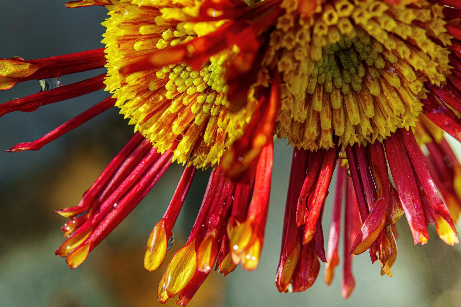 Chrysantheme-dinde.jpg