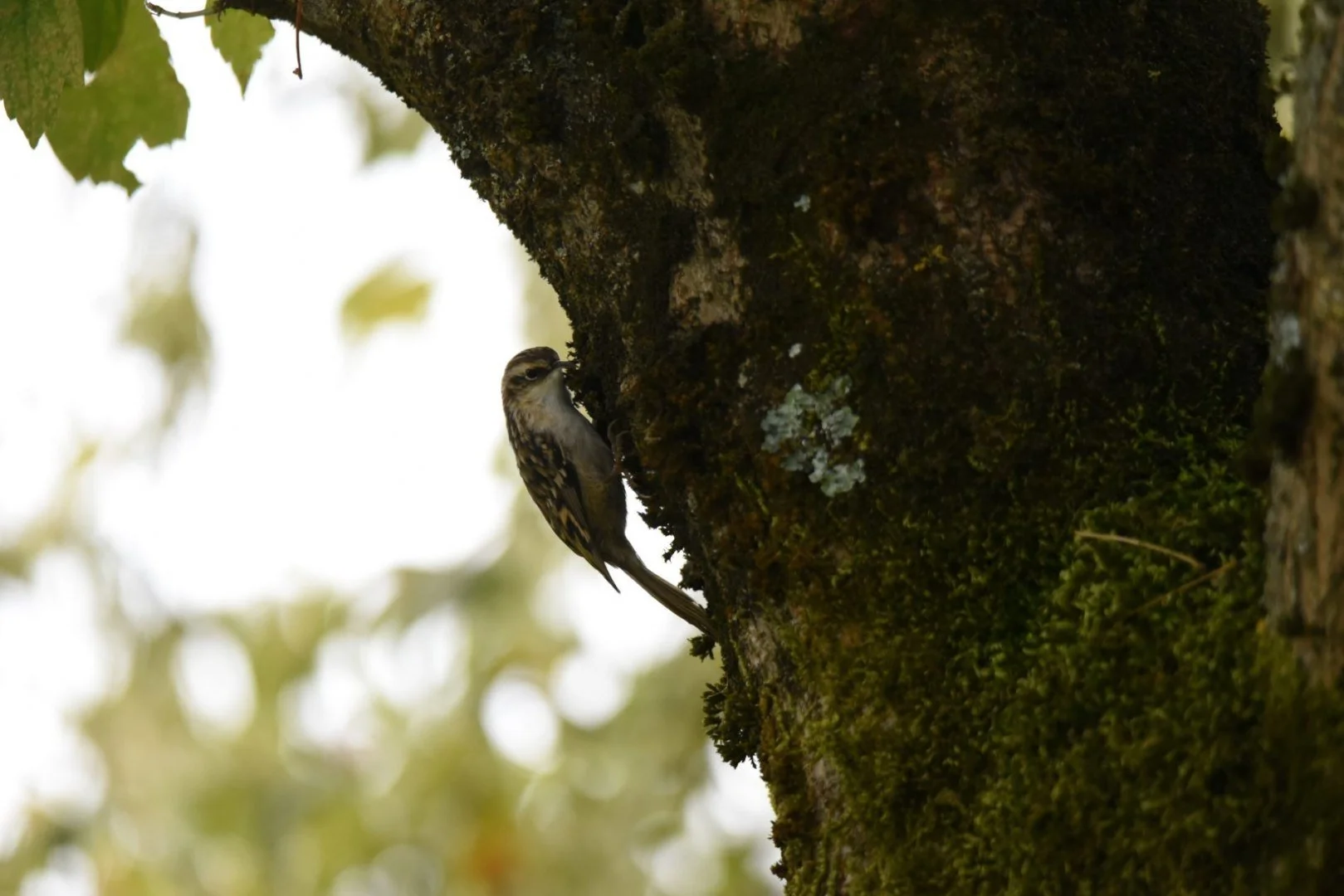 HM-Grimpereau-des-jardins-Mod-500mm-S-Vit4000s-f6.3-ISO-4500-bord-de-la-Mayenne-DSC_0449.jpg