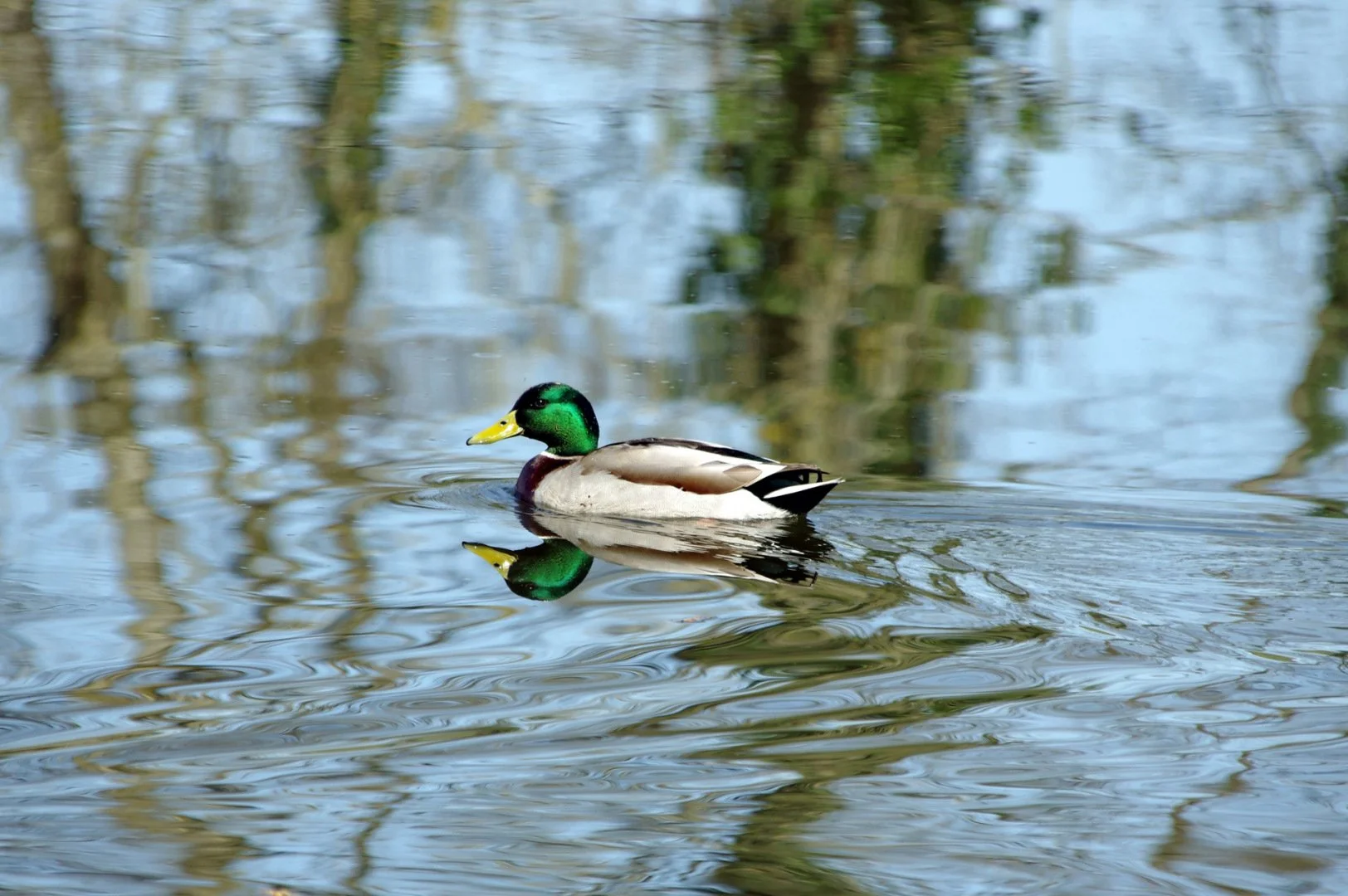 Canard-colvert.jpg