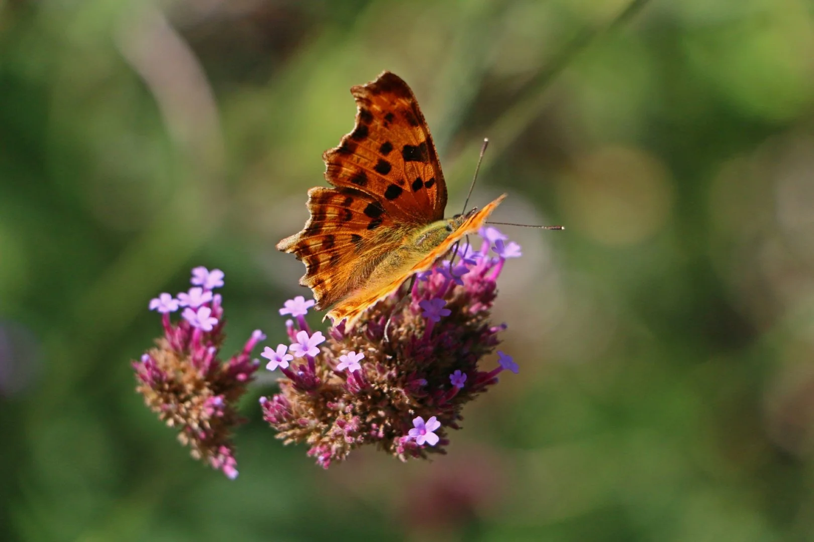 Papillon.jpg