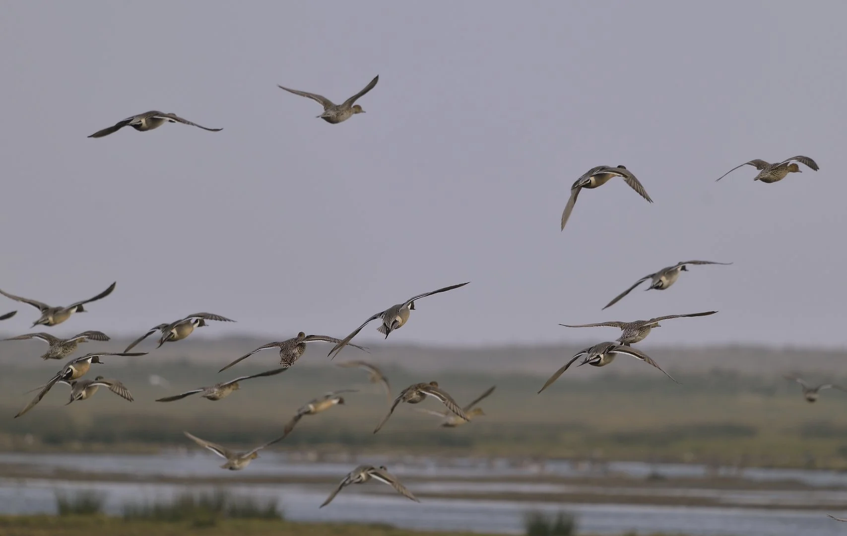 RP.012019-_DSC2451-.jpg
