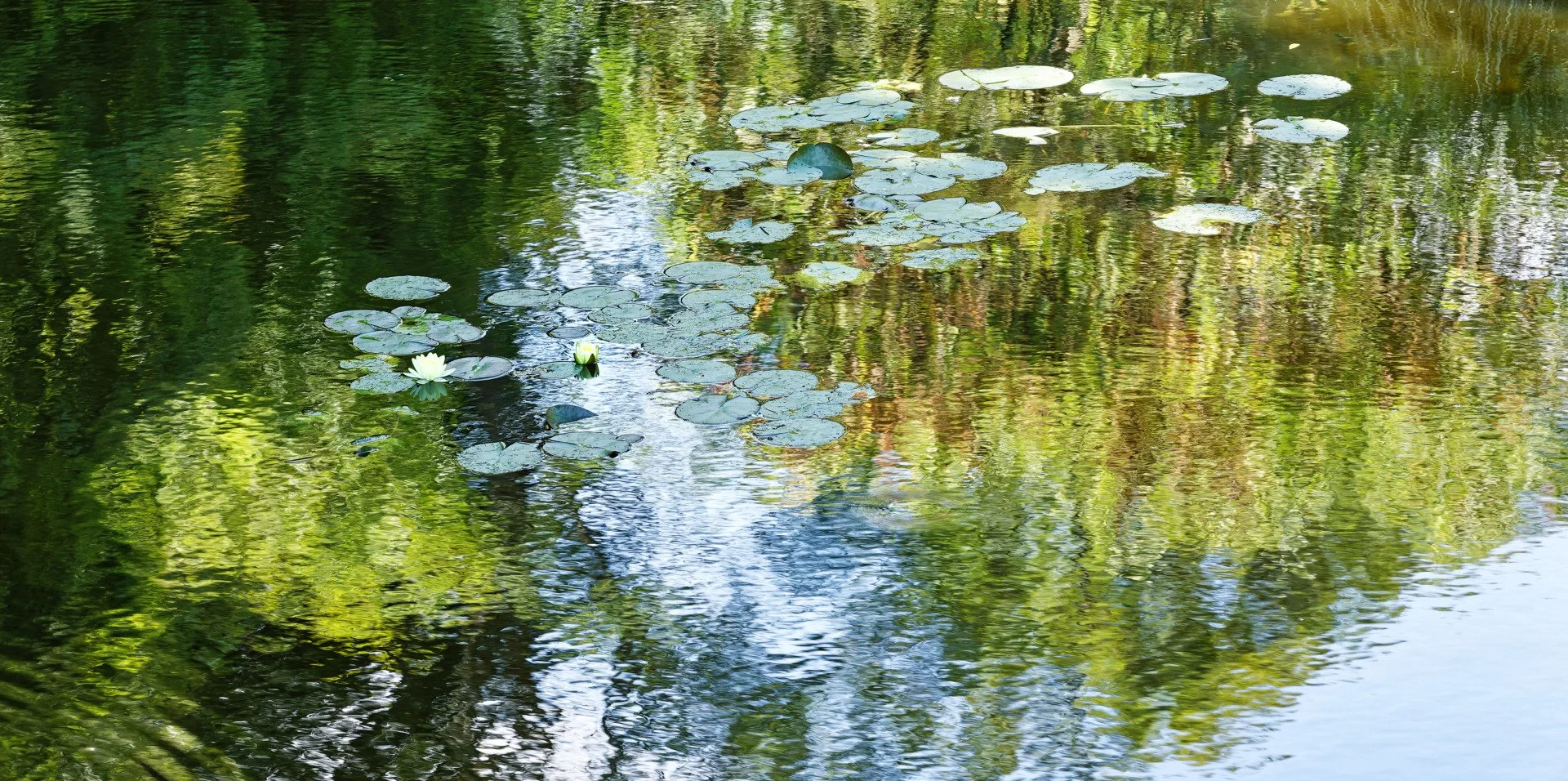 inspiration-les-nympheas-de-claude-monet.jpg