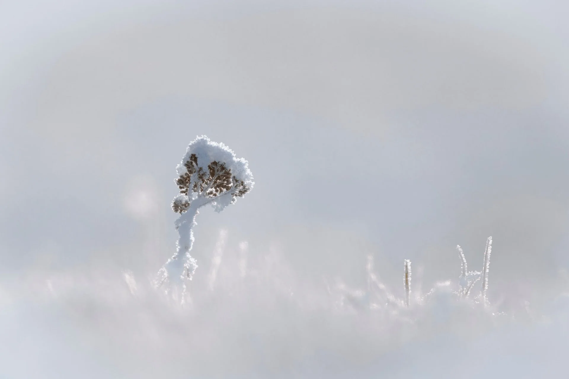 RG_0126_nature01.jpg