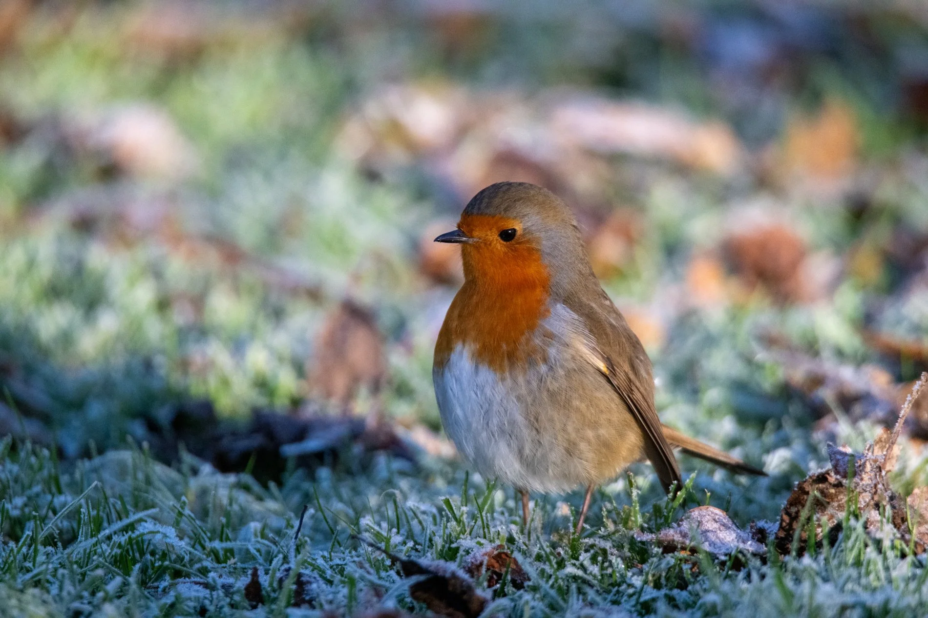 DSC_6556.JPG
