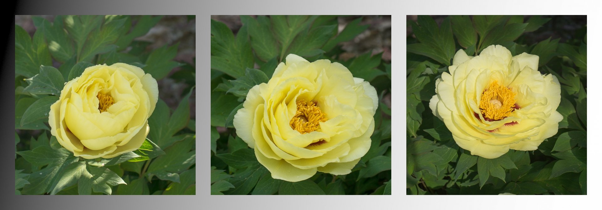 René-G.-Évolution-dune-pivoine.jpg