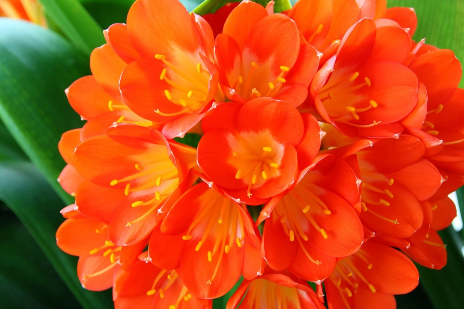 Fleurs-de-Clivia.jpg