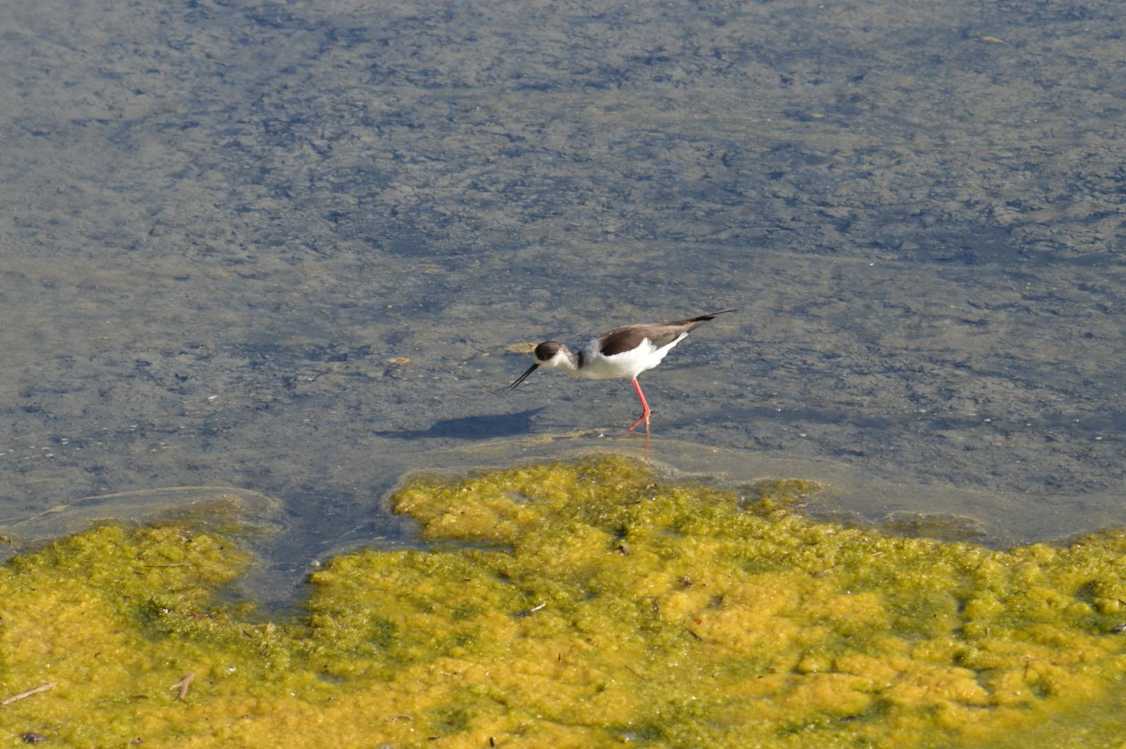 Echasse02_f6.3-1-1250sec_400Iso_190mm.jpg