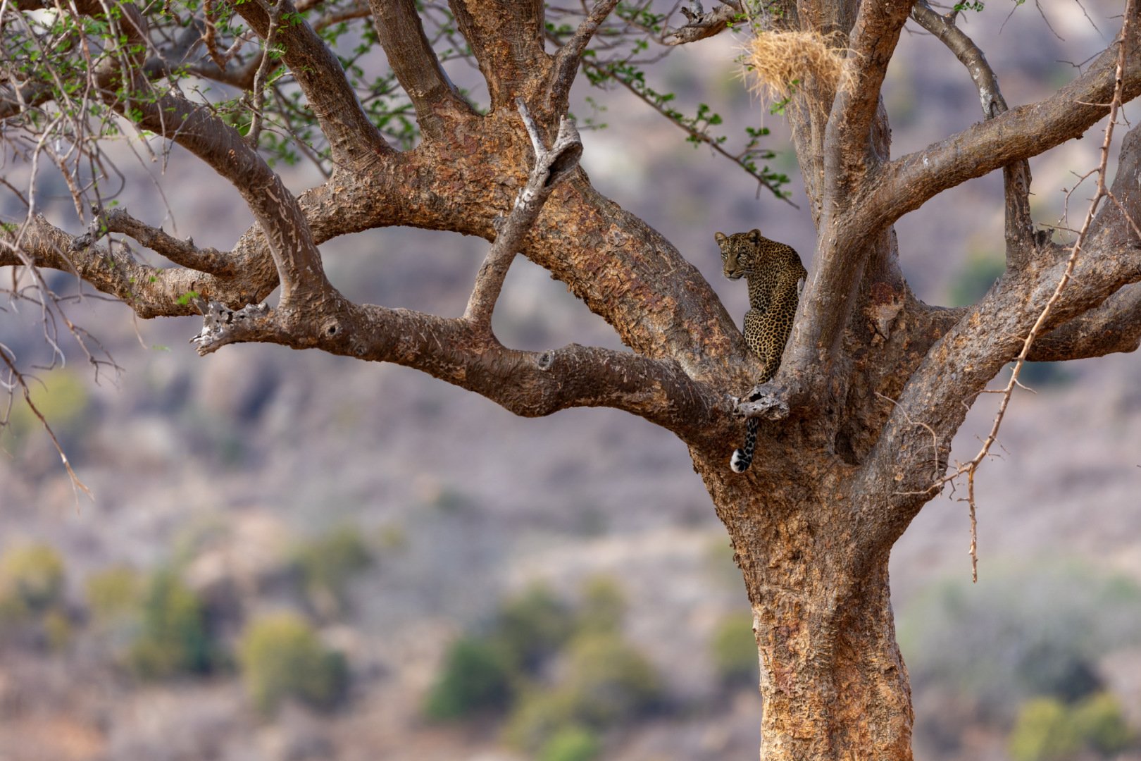 RG_1024_Leopard.jpg