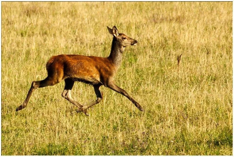 Cerfs en Sologne