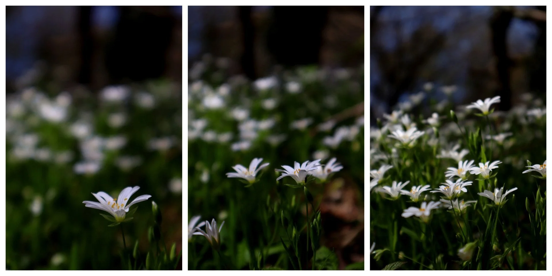 Tryptique-floral-Stellaire-holostee.jpg