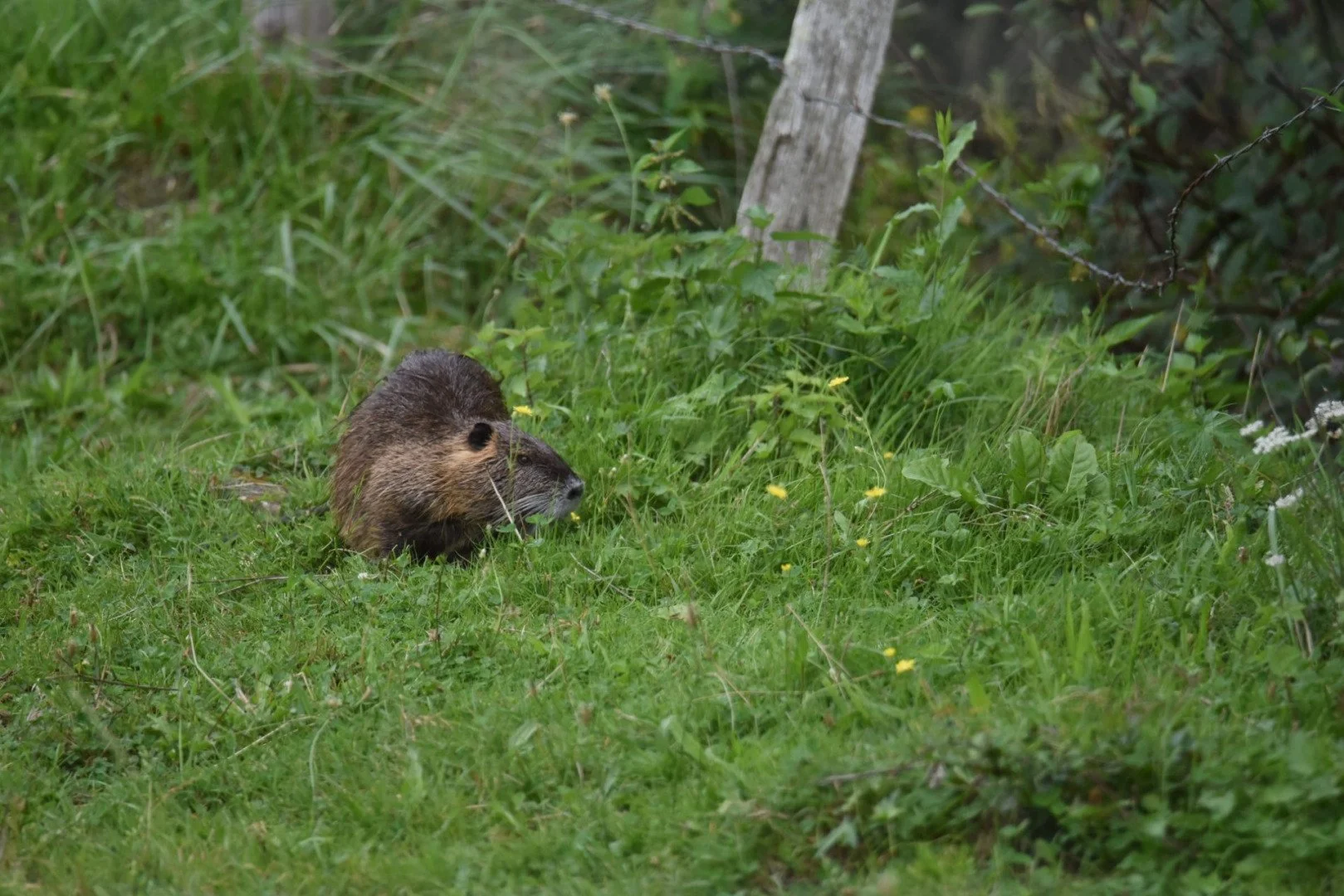 HM-Ragondin-Mod-600mm-S-Vit2500s-f6.3-ISO-2000-bord-de-la-Mayenne-DSC_0275.jpg