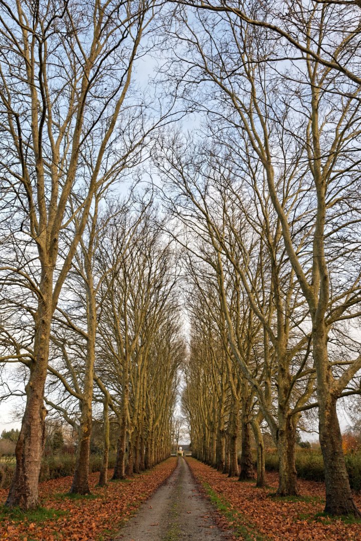 Allee-de-platanes.jpg