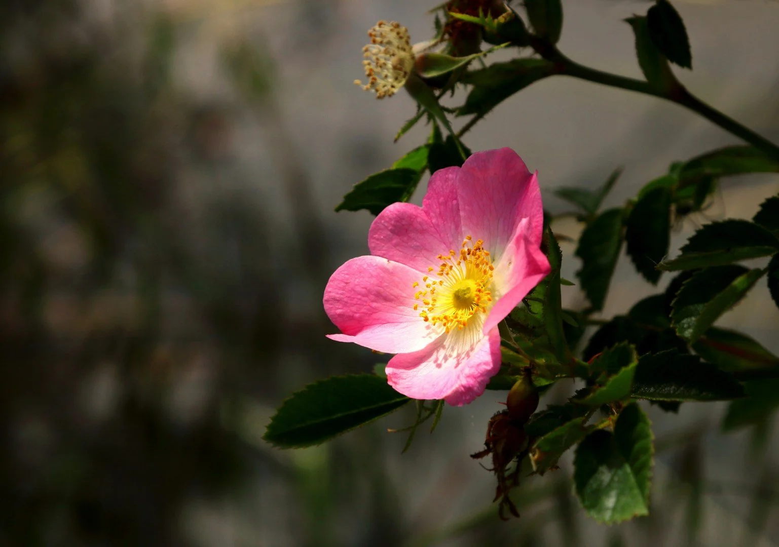 Rose-sauvage.jpg