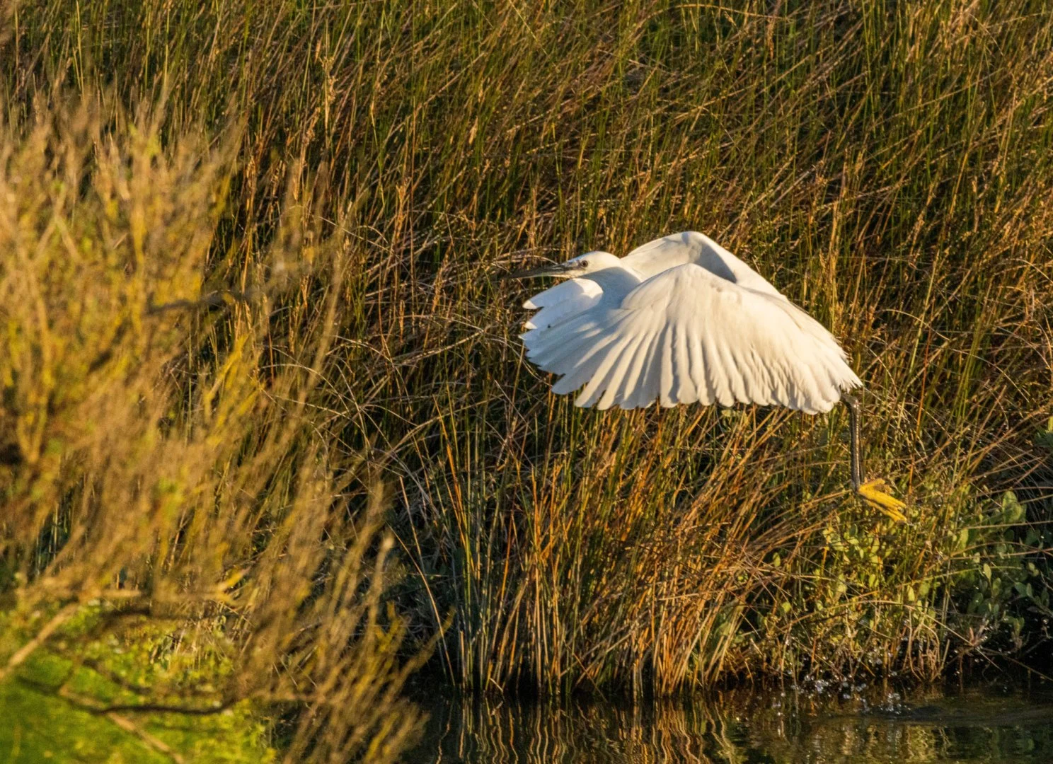 Aigrette-Garzette-en-vol.jpg