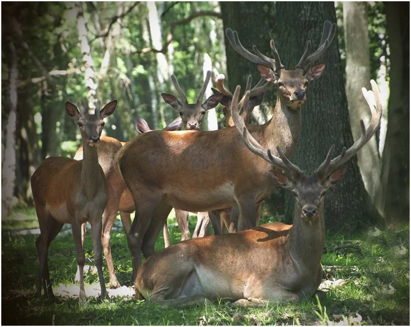 P6222071-11Rambouillet-JV-Juin-2019-11.JPG