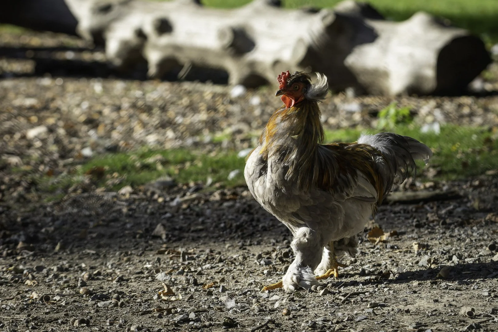 poule-araucanaa.jpg