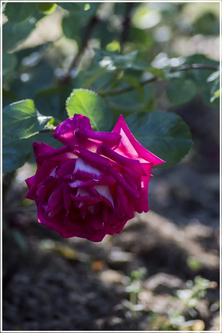 Roses-8.jpg