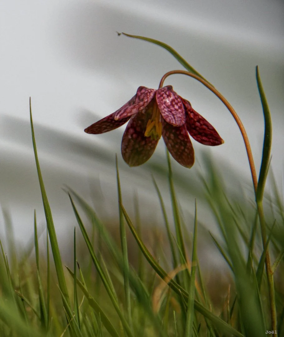 Fritillaires_avril_2021_29.jpg