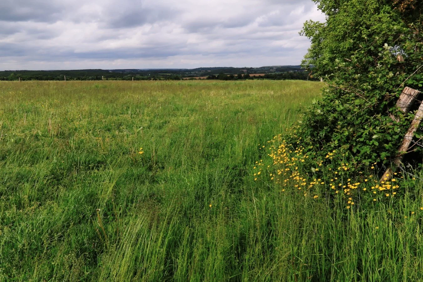 prairie-changéenne_w.jpg