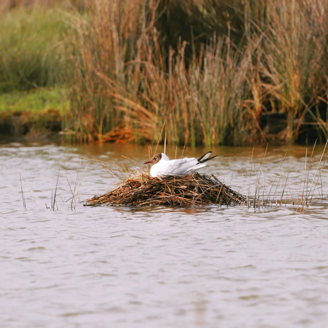 Mouette-rieuse.jpg