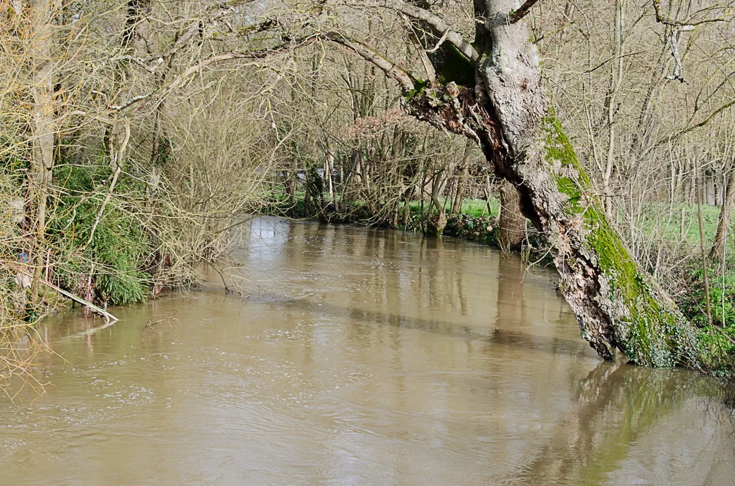 vieil-arbre_li.jpg