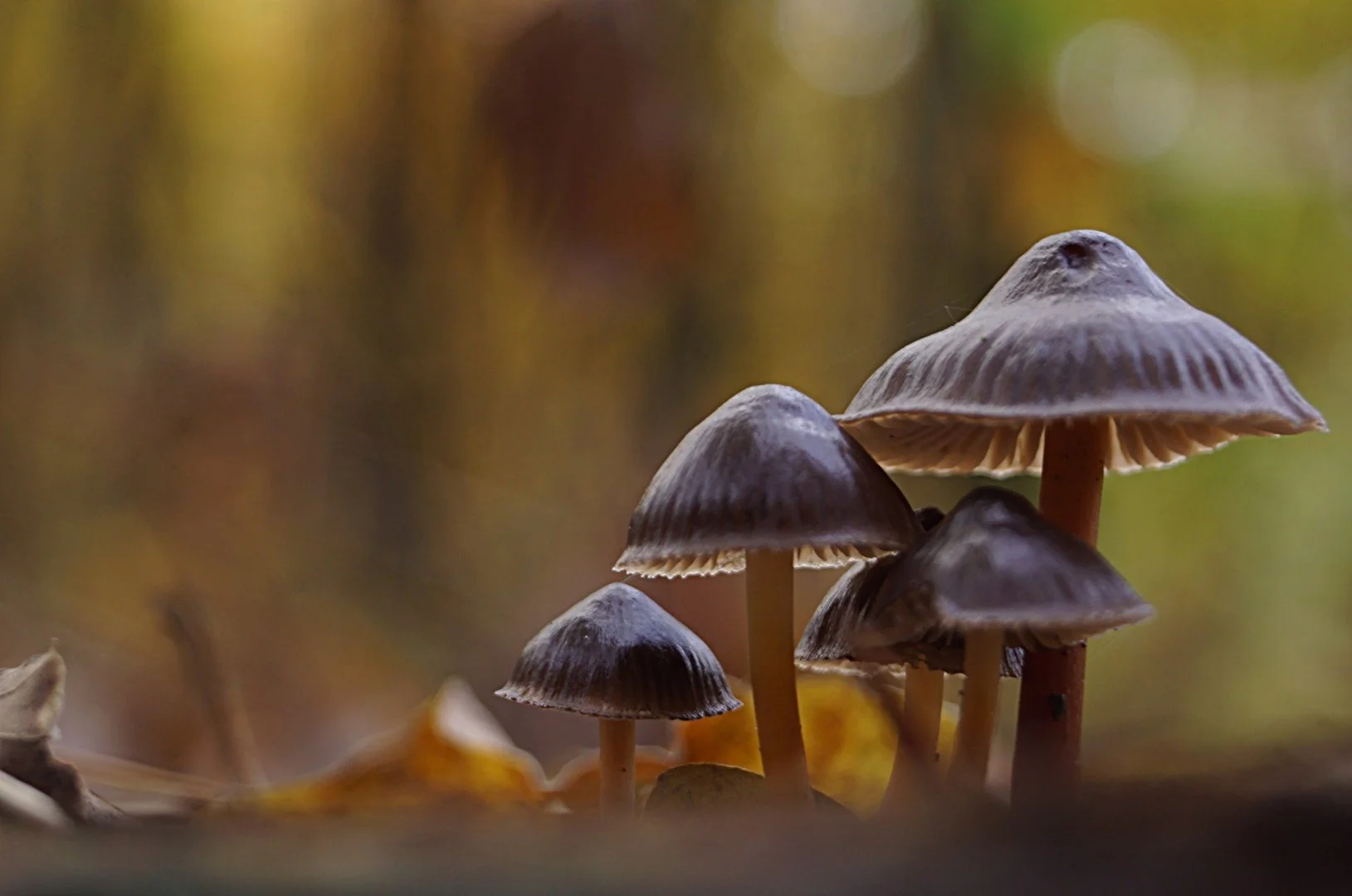 Cueillette d'automne