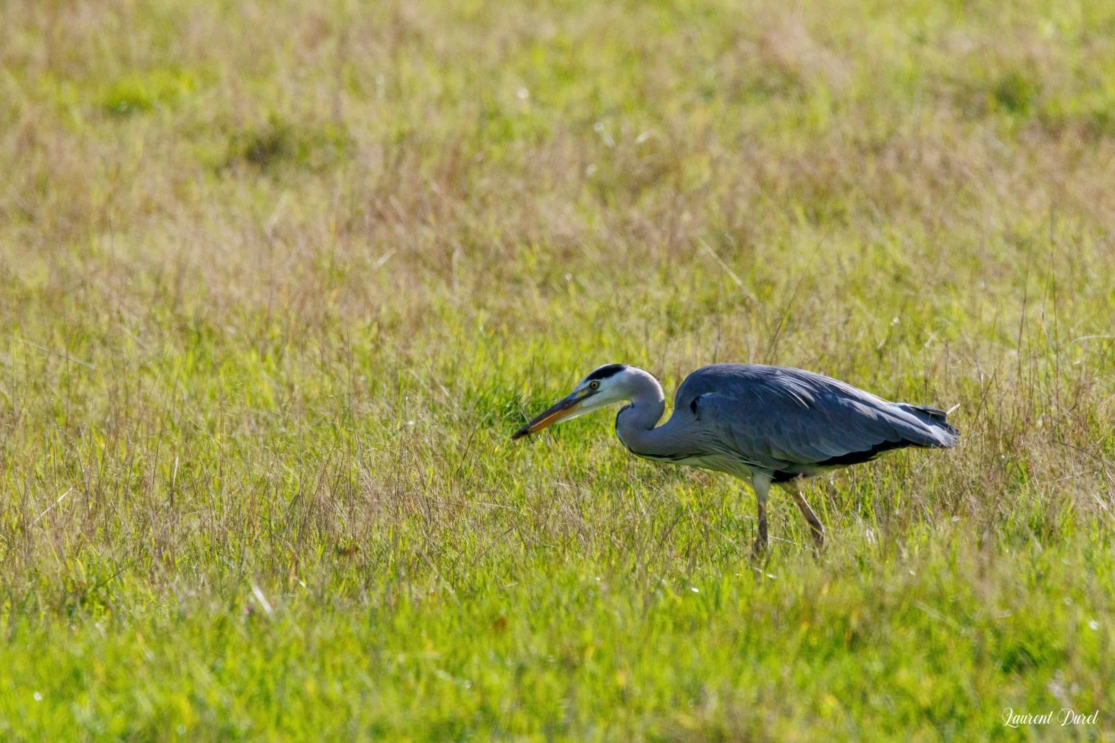 10-25-LD-Bois-Gamats-Heron-cendre.jpg