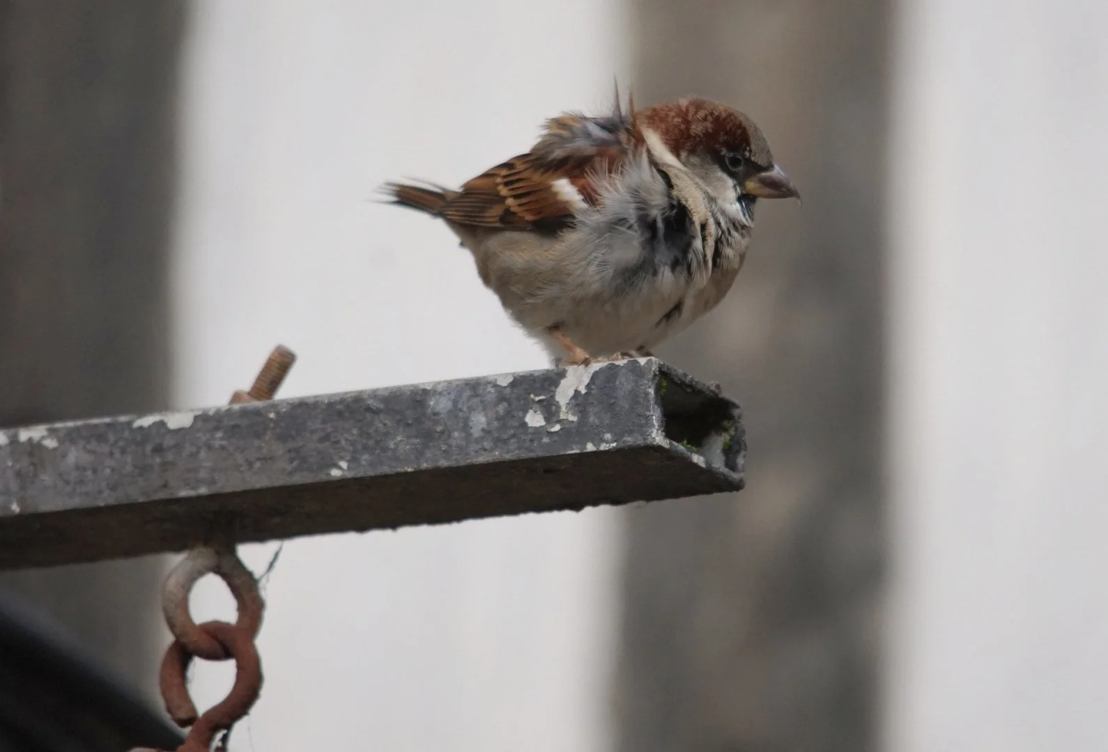 PC-11-24-1-Moineau-domestique.jpg