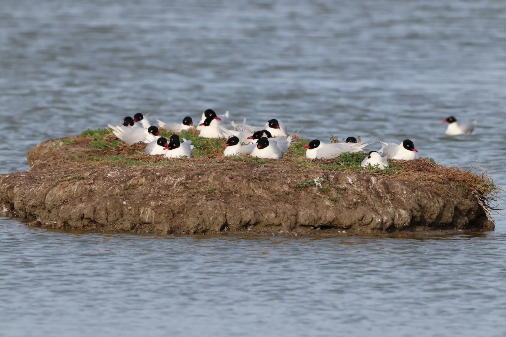 Mouettes-monocephales.jpg