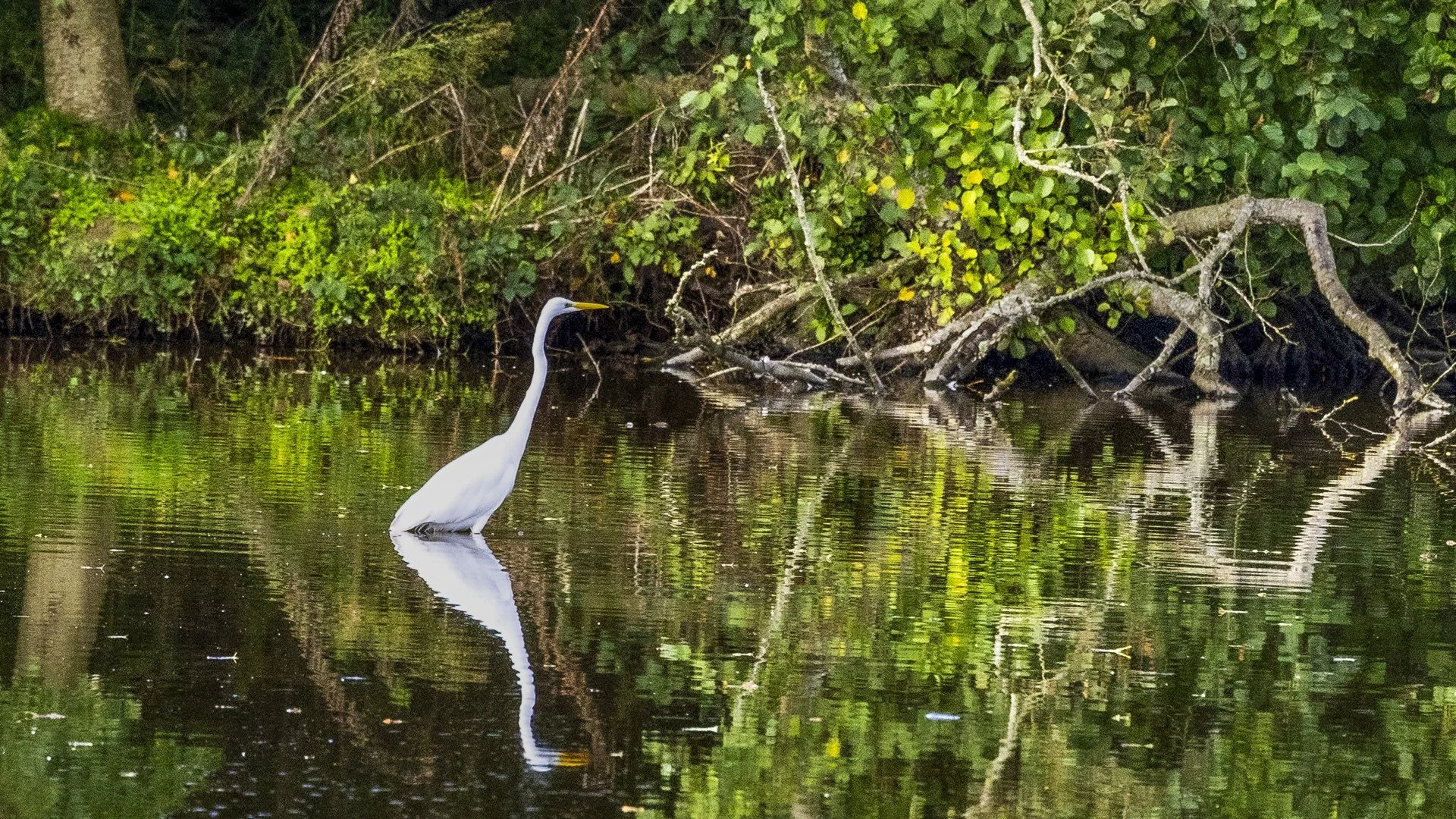 BA-1024-02-Aigrette.jpg