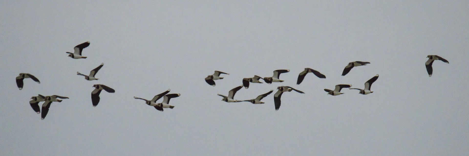 Vol_De_Vanneaux_Huppes_F6_3_1-1600sec_1600Iso_460mm.jpg