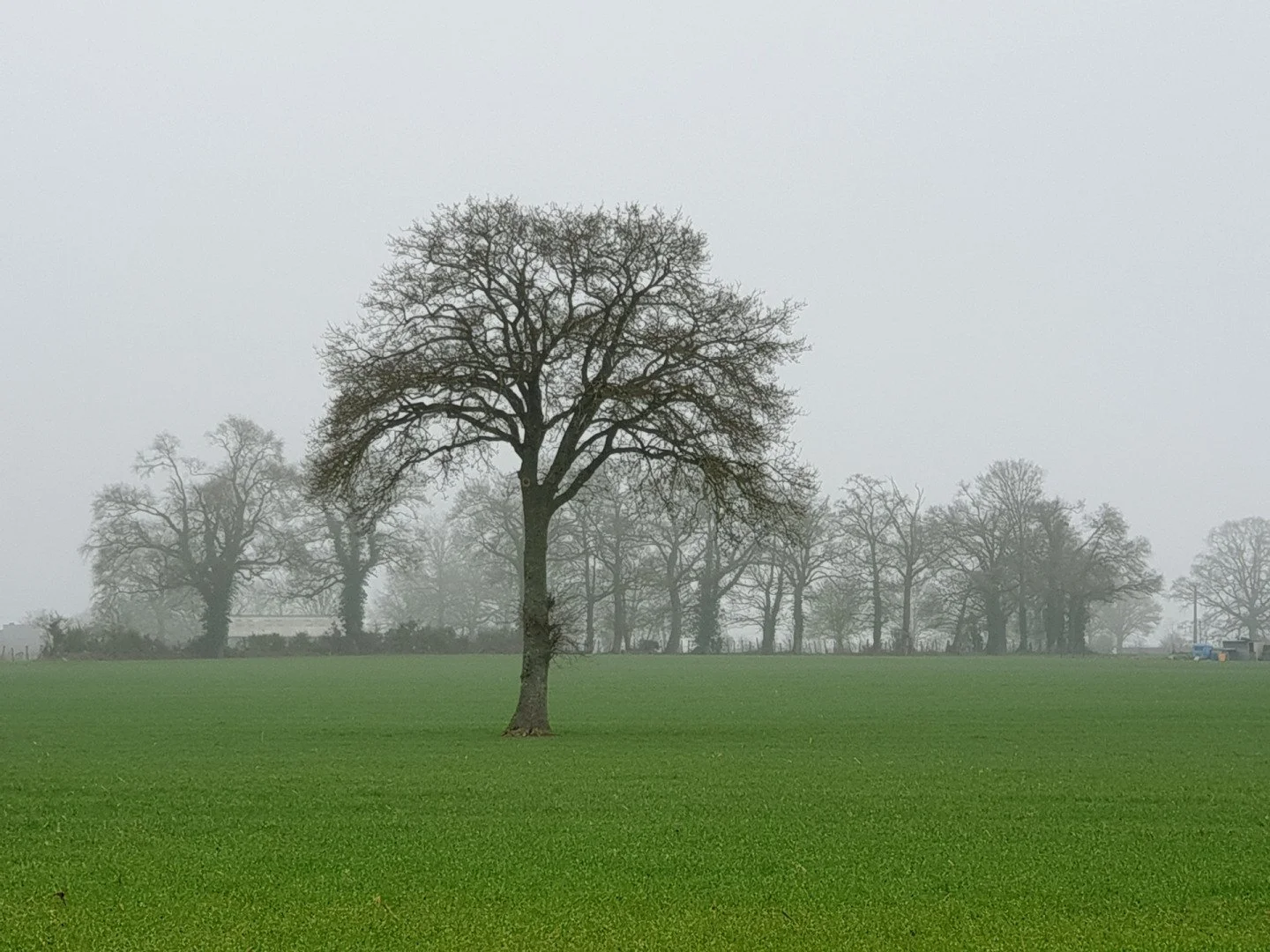 Dans-la-brume.jpg