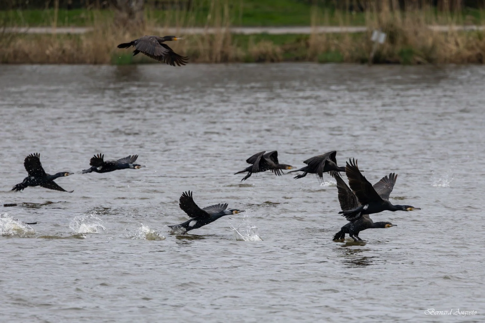 BA-13-03-25-Envol-de-cormorans.jpg
