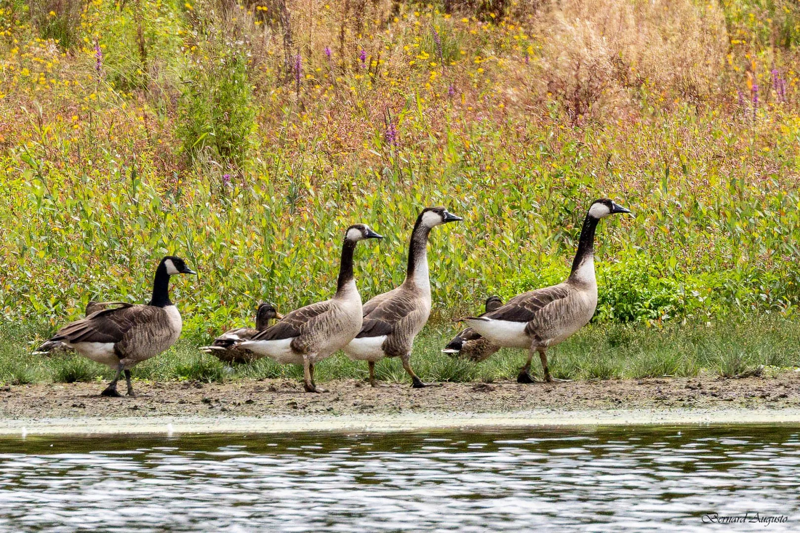 BA-Ete-2025-01-Etang-de-Vezins-des-oies-bernache-Copie.jpg