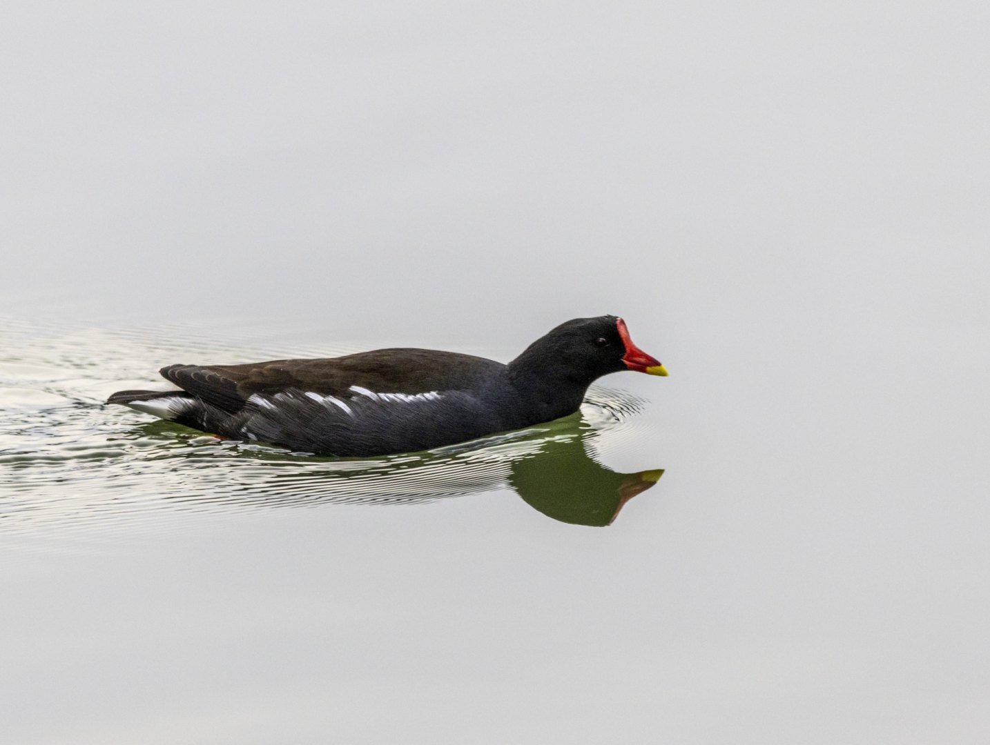 LD-02-23-S6A028-poule-d-eau-jpeg.jpg