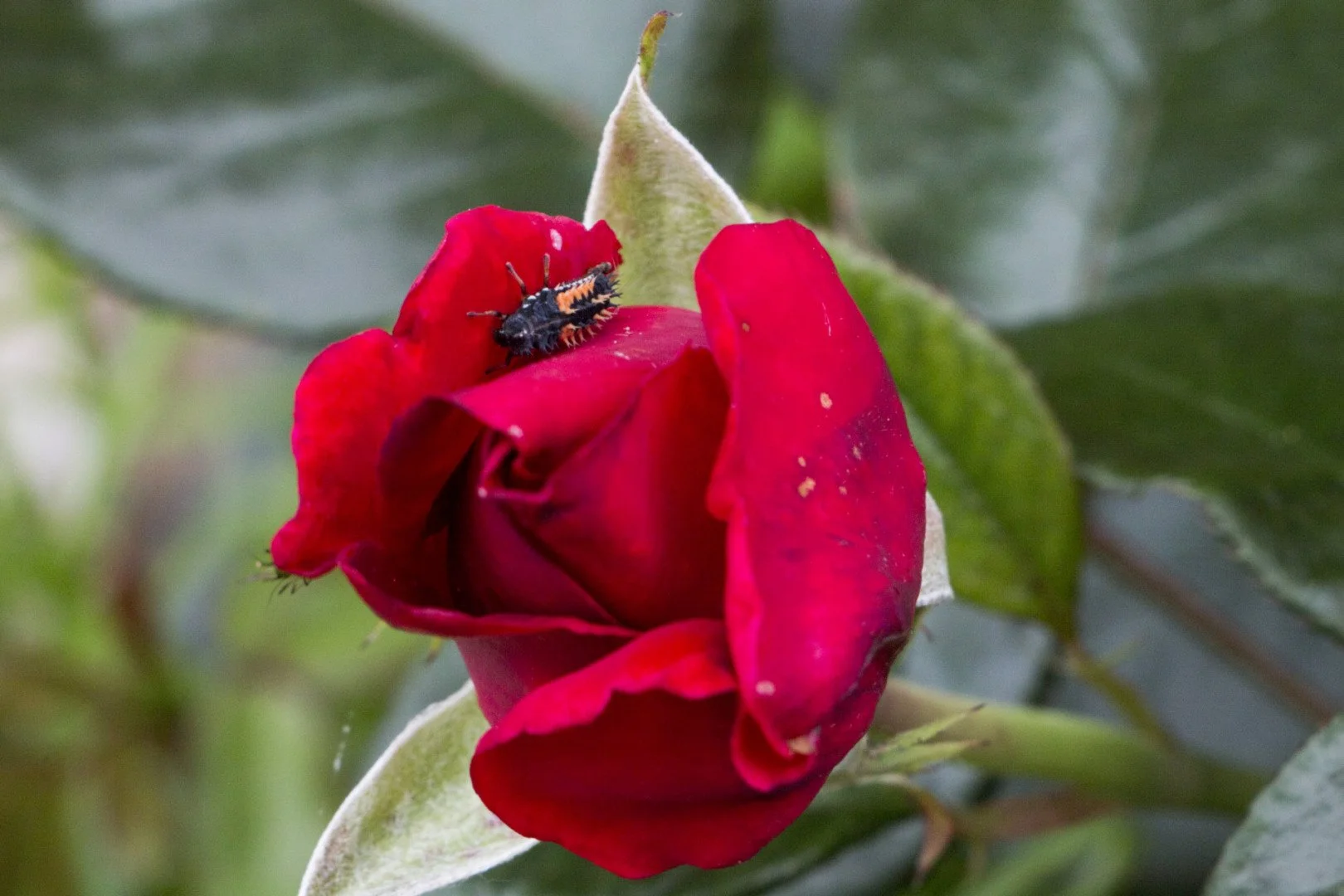 Futur-coccinelle-A1B2C2.jpg