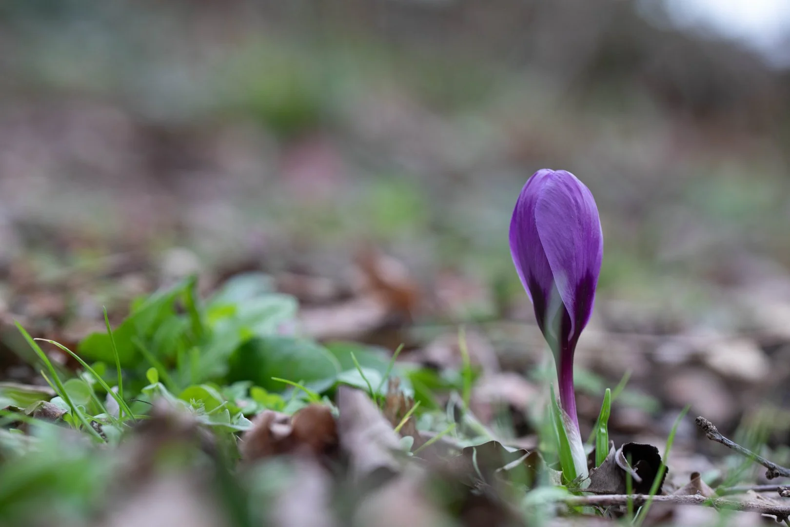 Croque-le-crocus-craquant....jpg