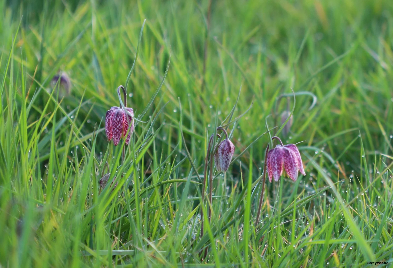 Fritillaires_avril_2021_41.jpg