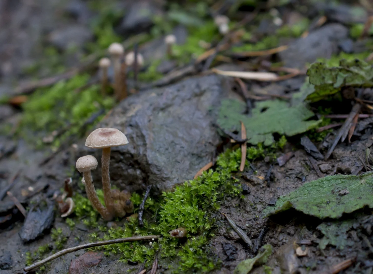Champignons.jpg