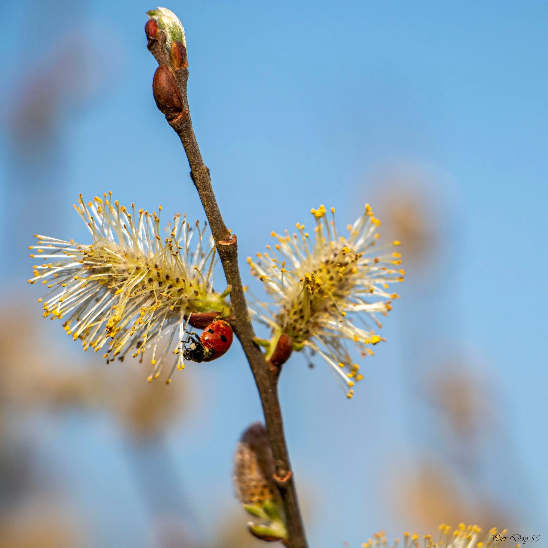 3-26 P-D  (3) coccinelle .jpg