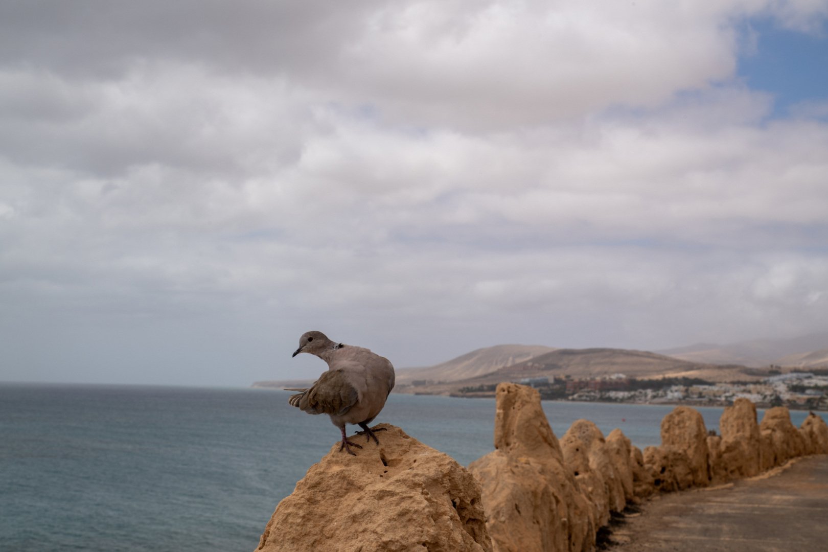 09-25-HM-Tourterelle-turque-Fuerteventura-DSC_4478.JPG