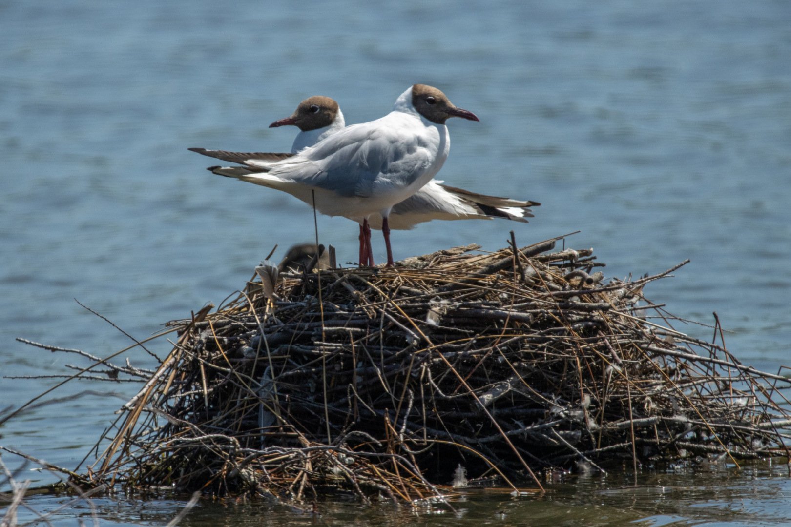 13-Mouettes-rieuses.jpg