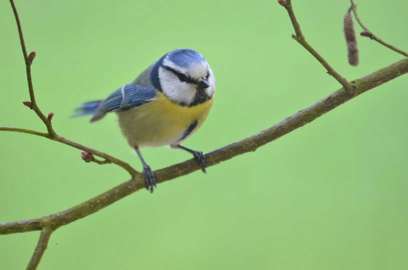 Mésange-Bleue.jpg